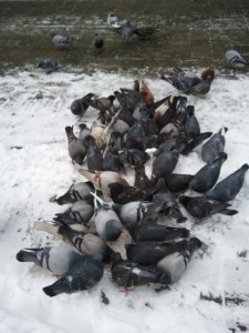 hungry pigeons