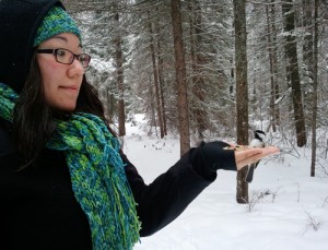 feeding chickadees