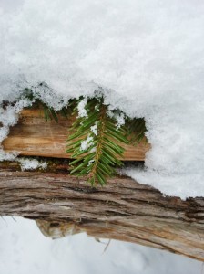 fallen tree