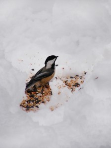 feeding-chickadees