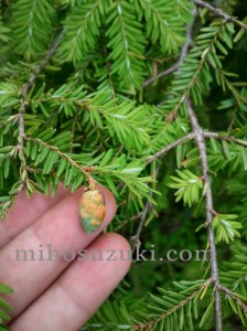 baby pine cone
