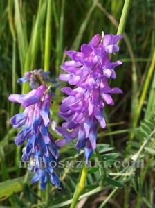 purple flowers