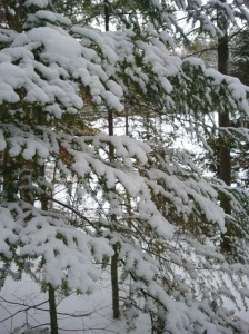 Beautiful blanket of snow