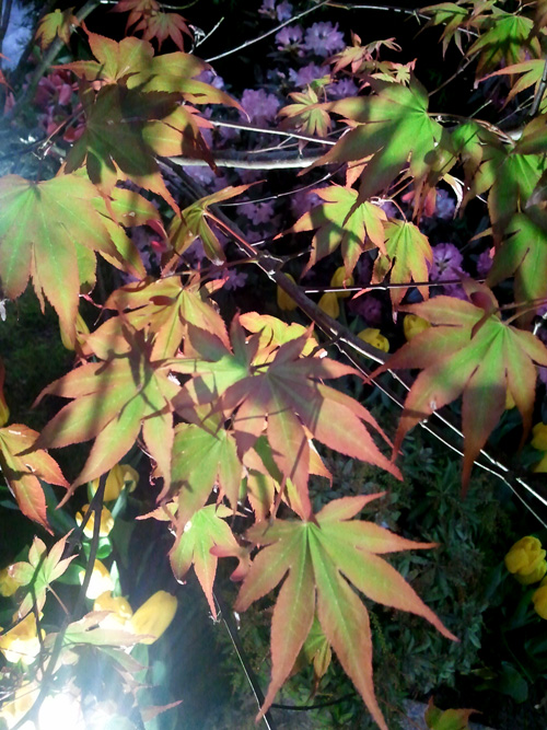 Colourful Japanese maple leaves