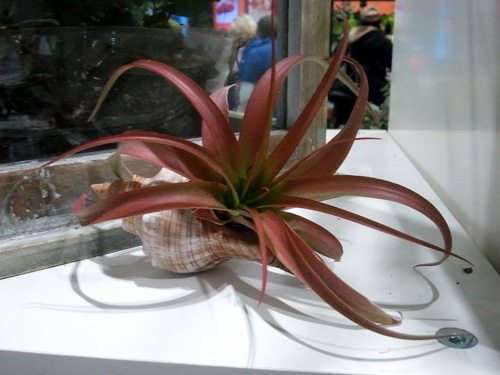 air plant