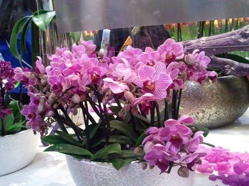 Mini orchids